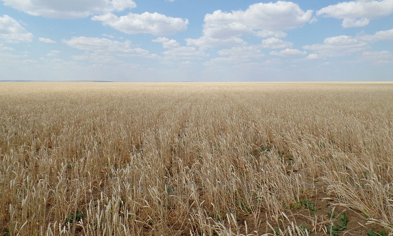 Выращивание зерновых в ТОО «Кумкыдык» – противостояние с жарой и засухой —  АГРО БИЗНЕС КАЗАХСТАН