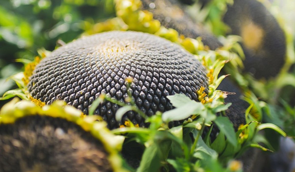 Производство подсолнечника. Поле подсолнухов Ростов. ООО Sunflower. Что производят в Ульяновске из подсолнуха. Areas confectionary Sunflower in the World.